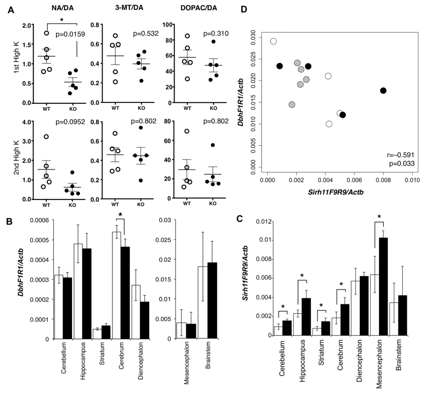 Abnormality in brain of <i>Sirh11/Zcchc16</i> KO mice.