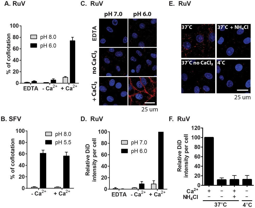 Calcium dependence of RuV-membrane interactions.