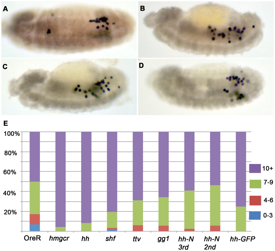Enhancement of the <i>elav</i>-<i>GAL4 UAS</i>-<i>hmgcr</i> PGC migration defects by co-expression of <i>hh</i> pathway genes.