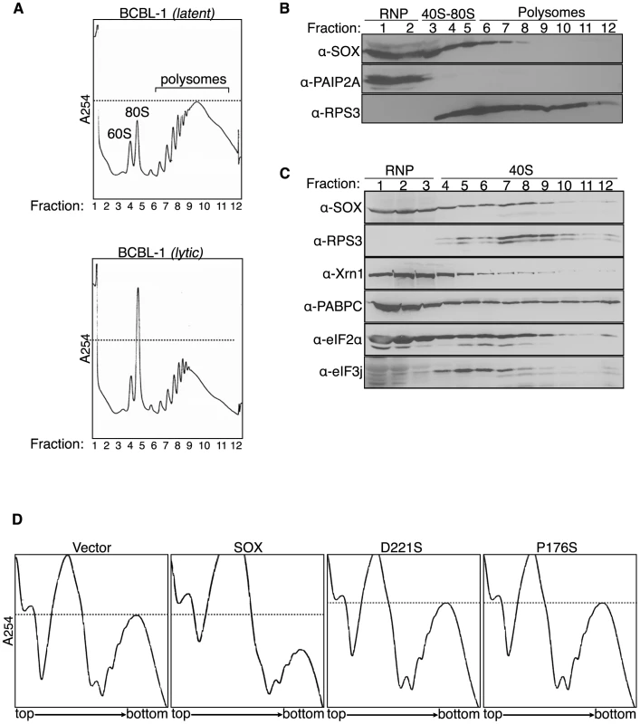 SOX depletes polyribosomes and cosediments with 40S subunits.