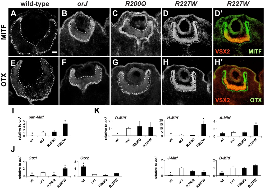 Phenotypic severity correlates with the expression levels of Mitf and Otx1.