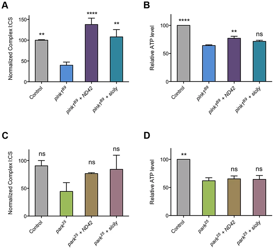 <i>ND42</i> and <i>sicily</i> overexpression can rescue complex I and ATP deficiencies in <i>pink1</i> but not <i>parkin</i> mutant flies.