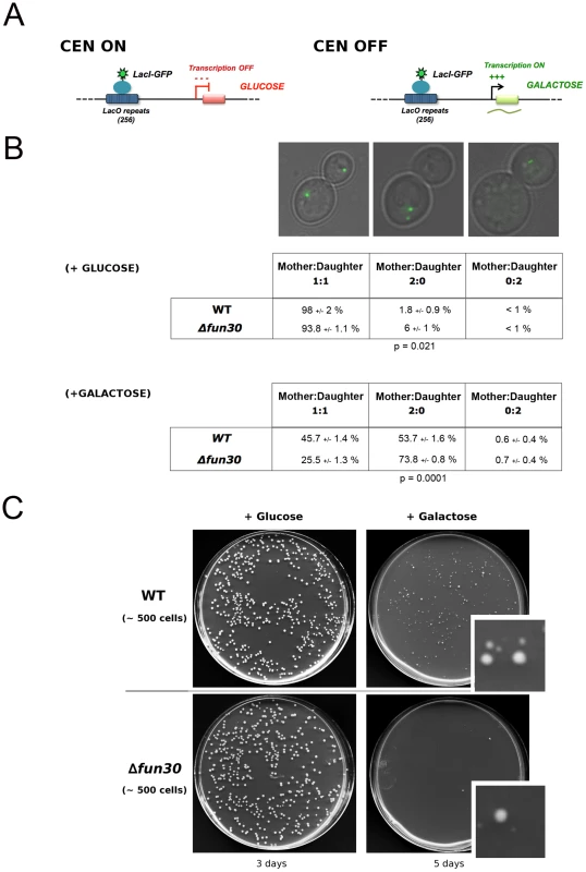 Absence of Fun30 increases chromosome segregation defects upon transcription through a centromere.