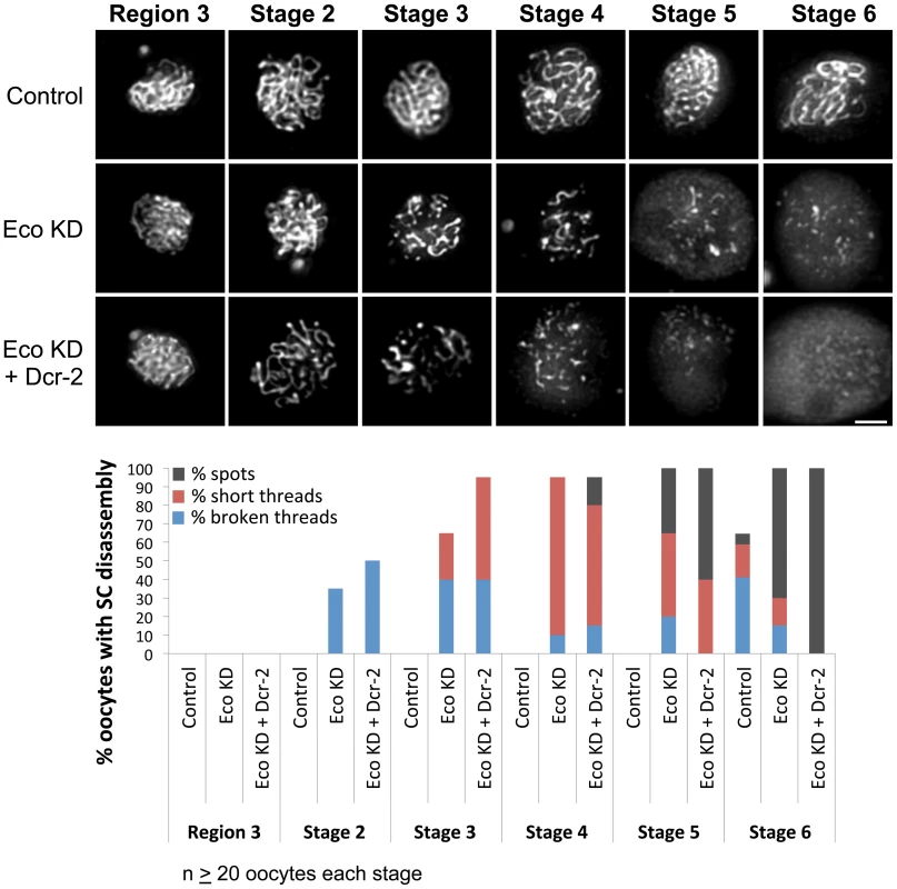 Eco knockdown in mid-prophase causes premature disassembly of the SC.