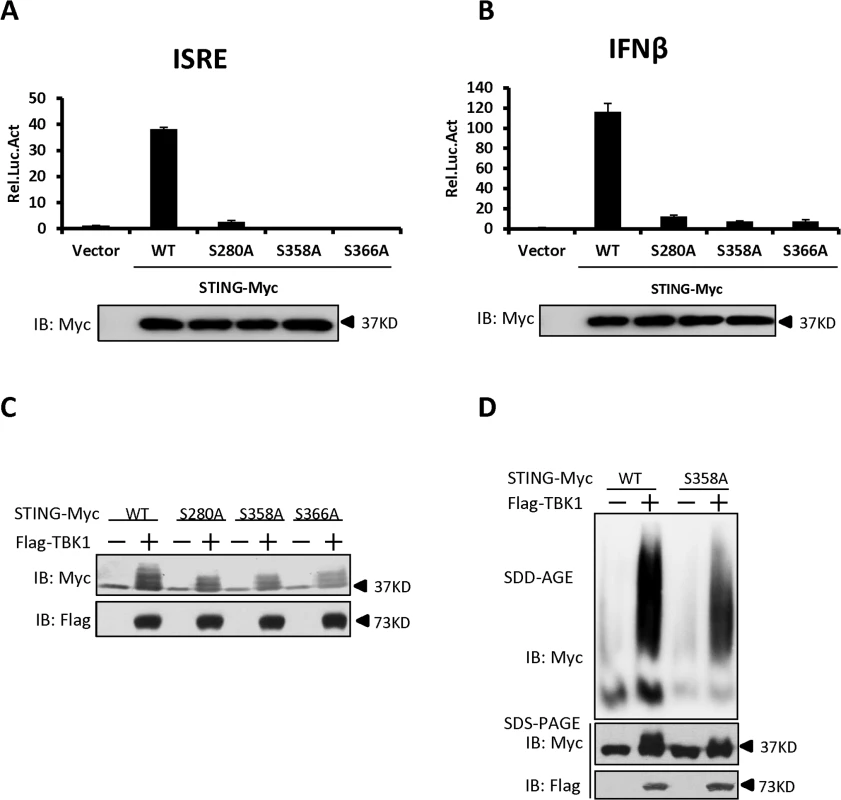 Identification of specific phosphorylation sites in STING that contribute to its aggregation.