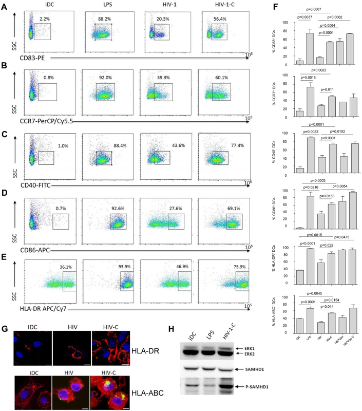 Complement-opsonization of HIV stimulates DC maturation and activation.