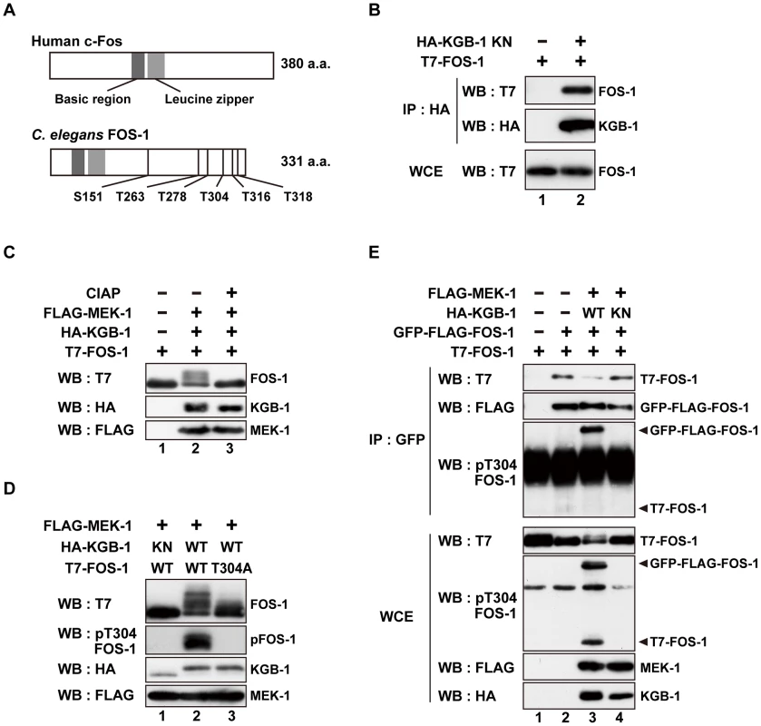 FOS-1 is phosphorylated by KGB-1.