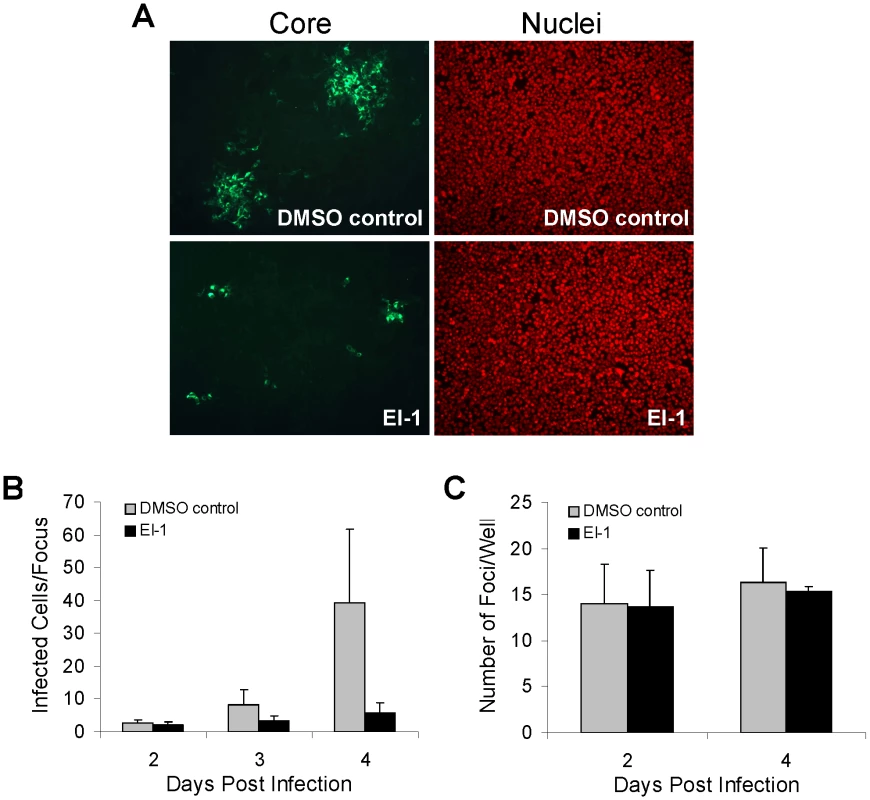 Effect of EI-1 on HCV cell-to-cell spread.