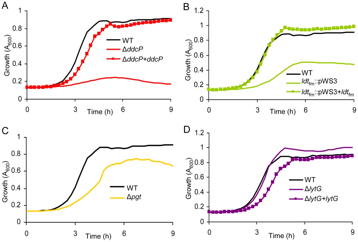 The effect of targeted mutations of <i>ddcP</i>, <i>ldt</i><sub>fm</sub>, <i>pgt</i>, and <i>lytG</i> on growth of <i>E. faecium</i> in the presence of ampicillin.