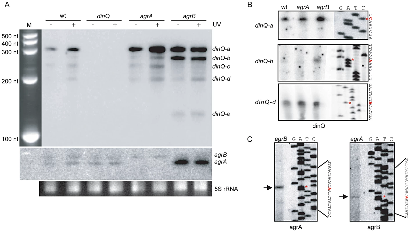 Expression pattern and transcription start of the <i>dinQ/agrAB</i> locus.