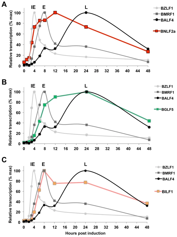 Expression kinetics of EBV lytic cycle.