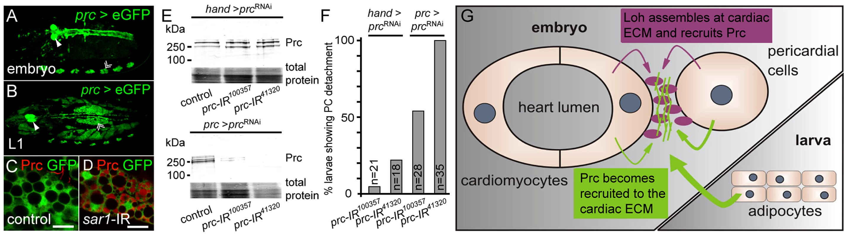 Prc becomes secreted by the larval fat body and recruited to the heart.