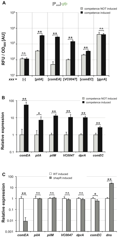 TfoX drives expression of QS–dependent and QS–independent competence genes.