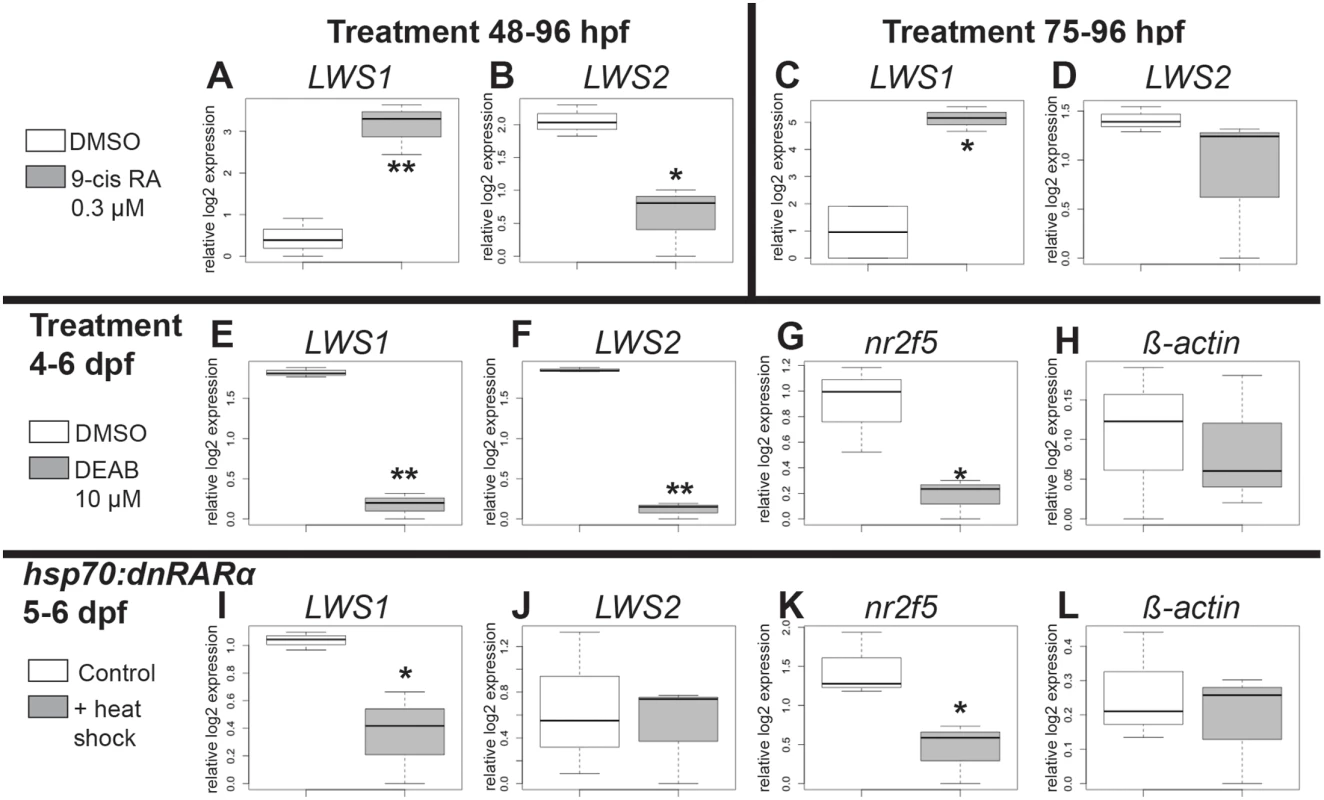 Quantitative PCR for gene expression after retinoid treatment and reduction of RA signaling.