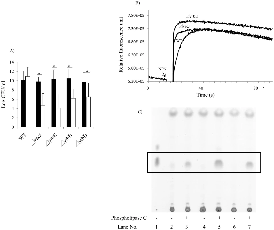 Effect of mutations in <i>vacJ</i> and genes of the <i>yrb</i> ABC transporter on outer membrane characteristics.