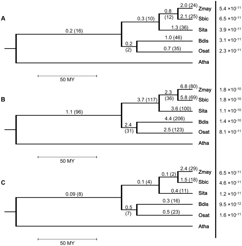 Intron turnover frequencies and rates of (a) recurrent loss, (b) all loss and (c) single gain in five grass genomes.