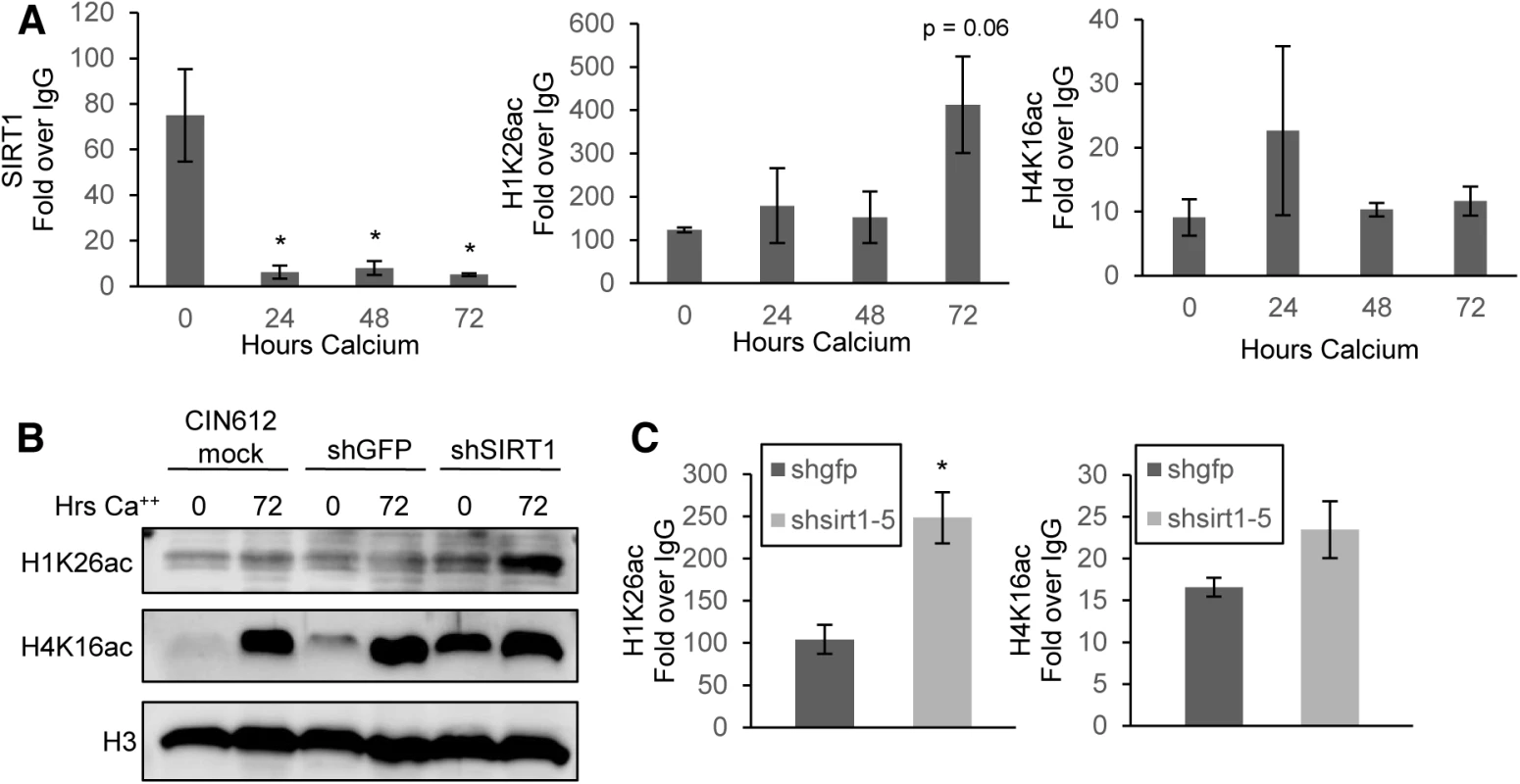 SIRT1 binds the HPV31 URR and controls histone acetylation.