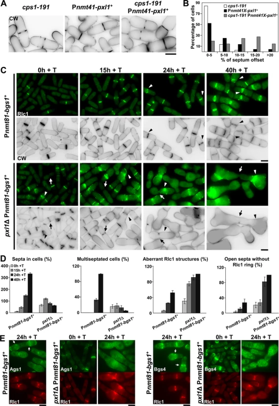 Cooperation of Bgs1 and Pxl1 is essential for CAR maintenance and septum formation.