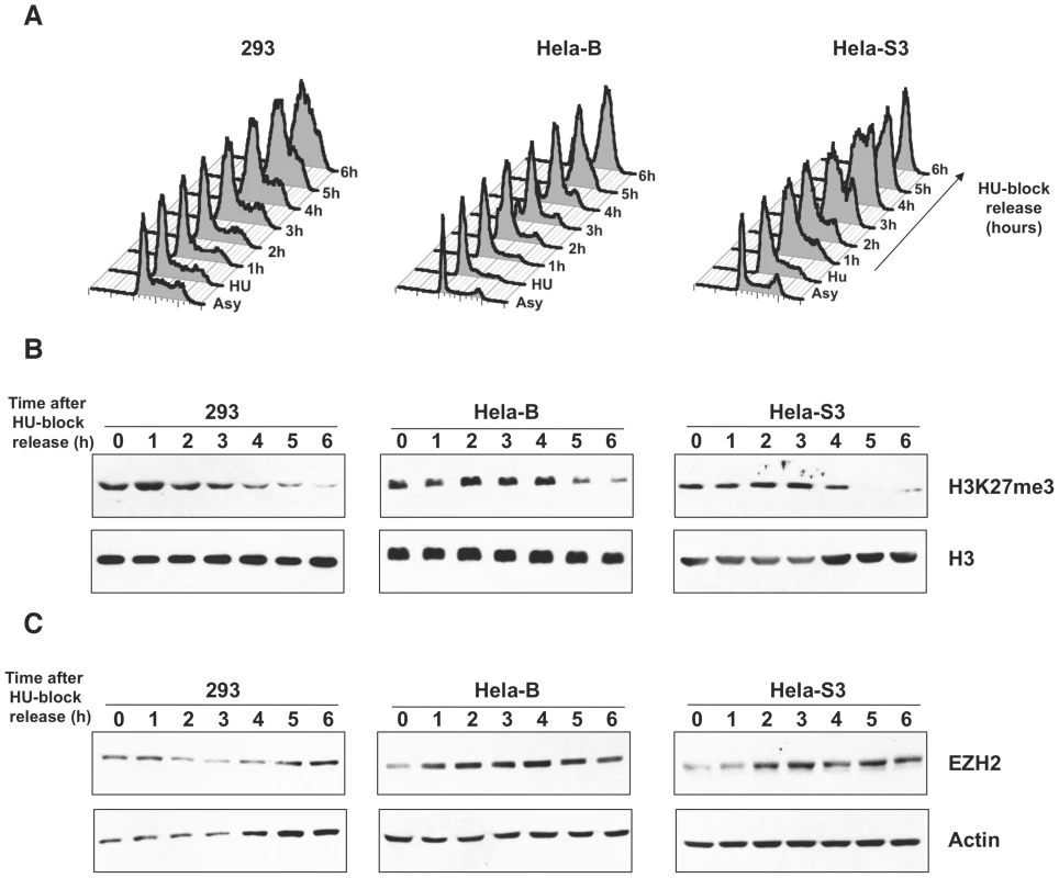 PcG and H3K27me3 fluctuations in S-phase are conserved.