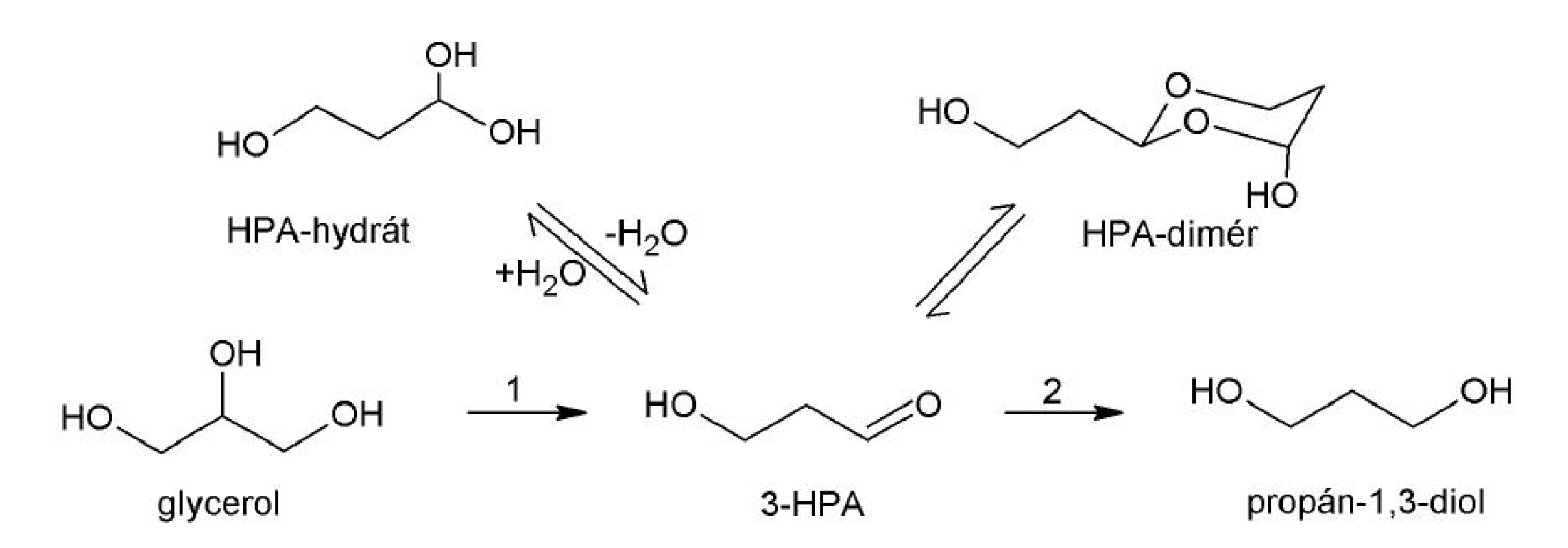 Syntéza a degradácia 3-HPA
Multikomponentný systém 3-HPA je tvorený HPA-hydrátom, HPA-dimérom a 3-HPA.
1 – B<sub>12</sub>-dependentná glyceroldehydratáza, 2 – NAD<sup>+</sup>-dependentná propándioloxidoreduktáza