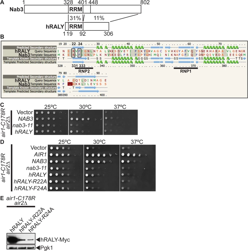 Human RALY RNA binding protein suppresses <i>air1/2</i> thermosensitive growth.