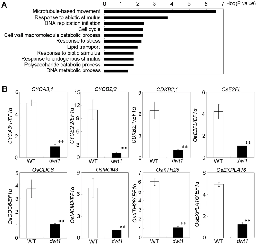 <i>DWT1</i> affects the expression of genes related to cell division and cell elongation.