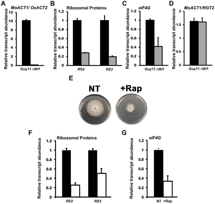 <i>In planta</i> gene expression in Δ<i>tkl1</i> strains suggests attenuated growth.