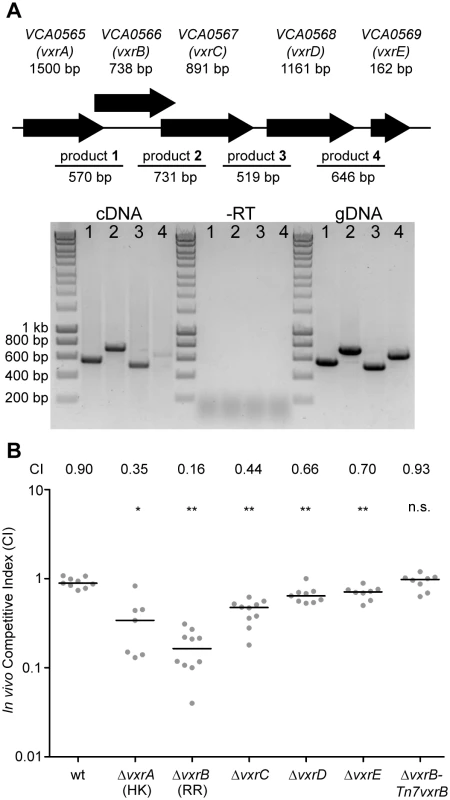 Role of the <i>vxrABCDE</i> operon in colonization.