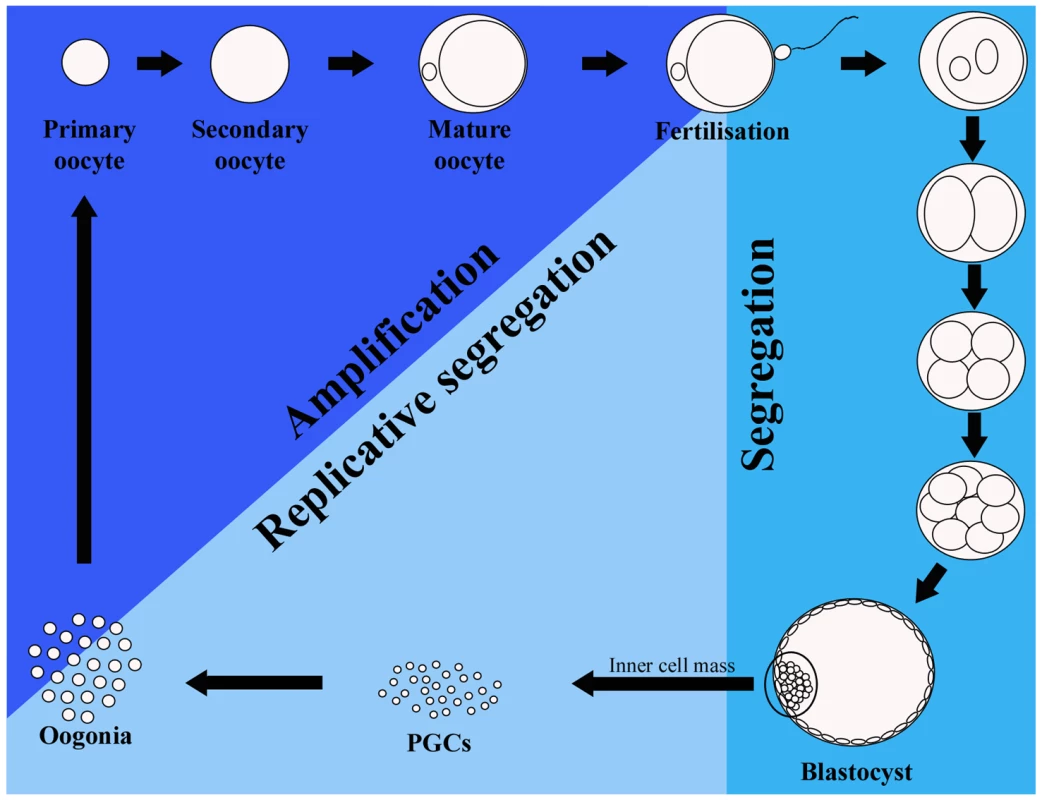 Mitochondrial DNA (mtDNA) cycle in the mouse germline.