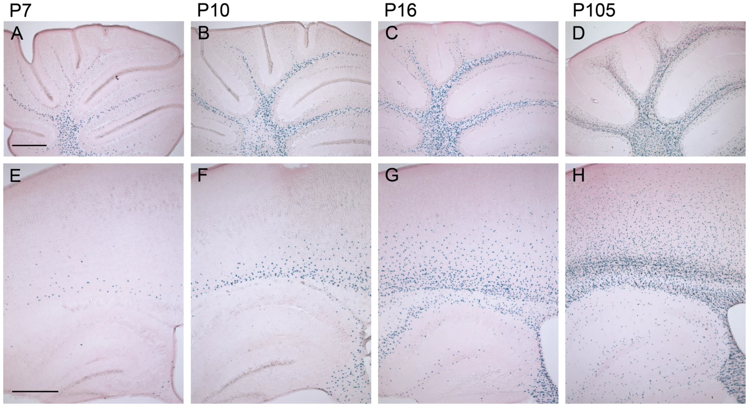 The number of β-gal positive cells increases during postnatal development of homozygous mCx47<i>M282T</i> expressing mice.