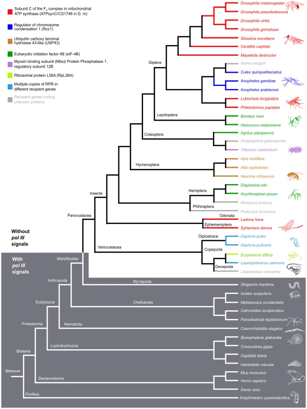 <i>RPR</i> genes lacking <i>pol III</i> signals are only present in the arthropod clade that includes insects and crustaceans.