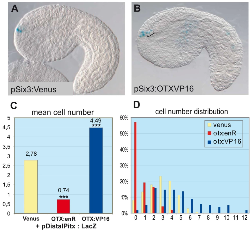 OTX fusions influence the activity of the <i>Ci-pitx cis</i>-regulatory element.
