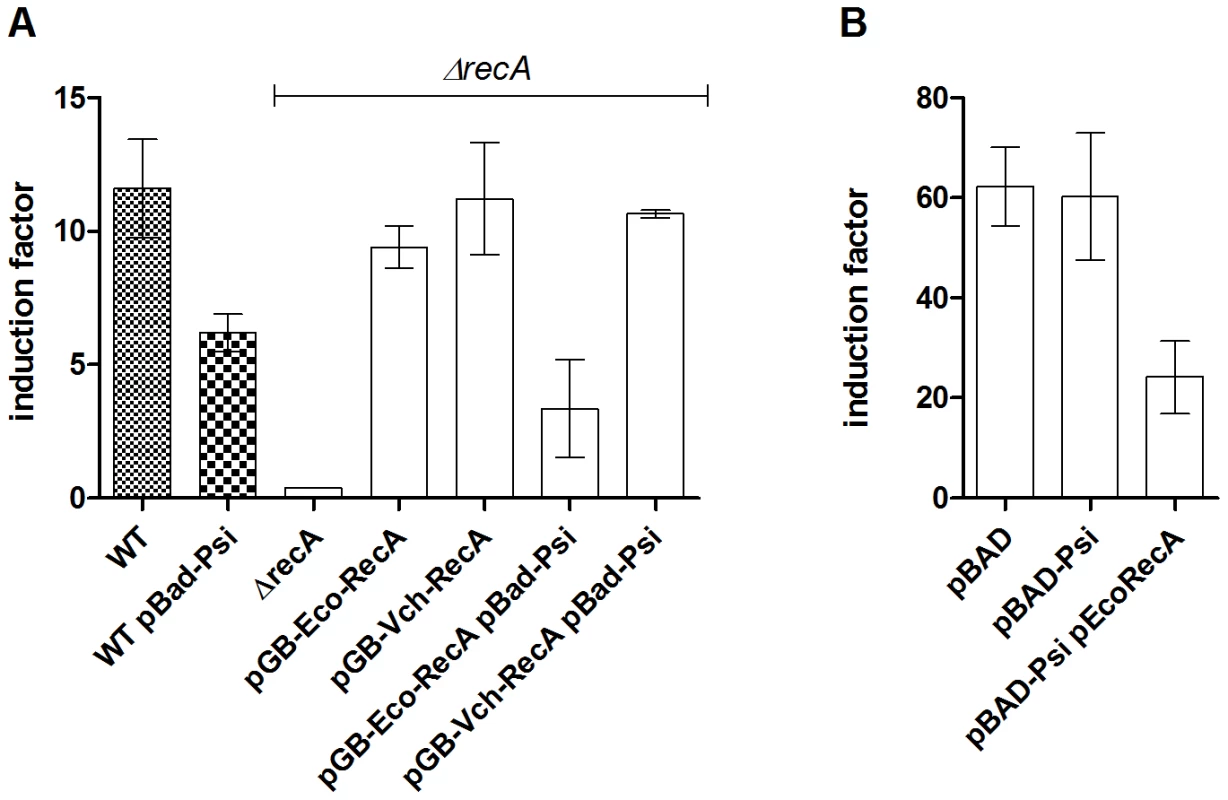 PsiB alleviates SOS induction in <i>E. coli</i> but not in <i>V. cholerae</i> because of impaired interaction with RecA<i><sub>Vch</sub></i>.