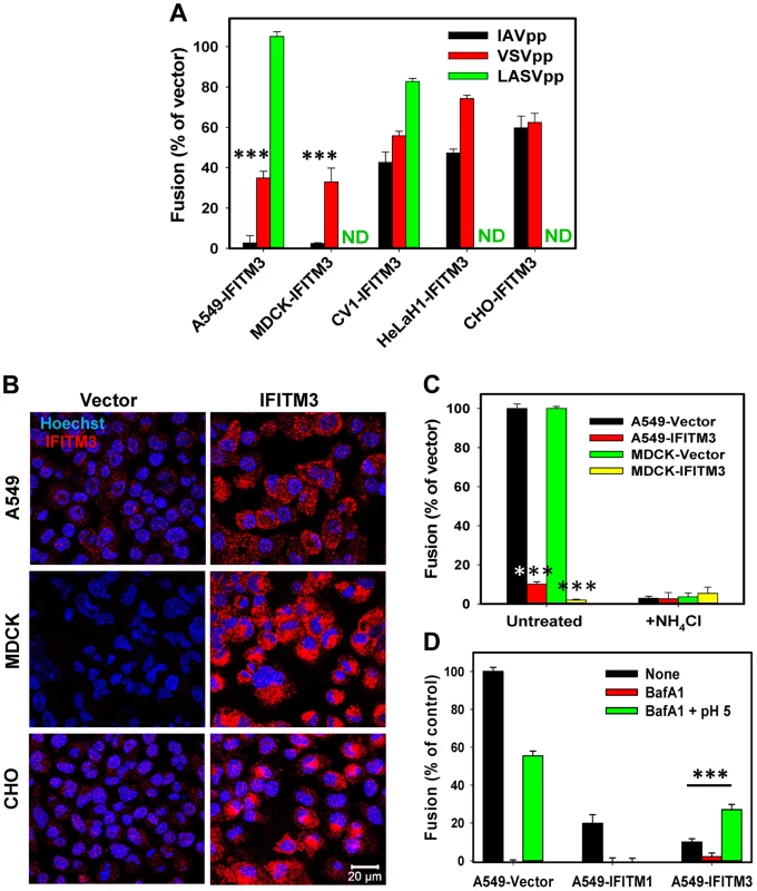IFITM-mediated restriction of virus-endosome fusion in different cell types.