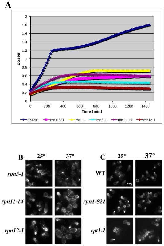 Growth and actin organization defects in conditional mutants of proteasome components.