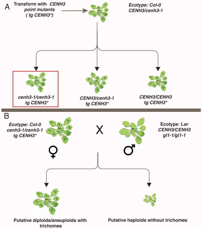 Schematic representation of transgenic <i>CENH3</i> point mutant transformation and crossing.