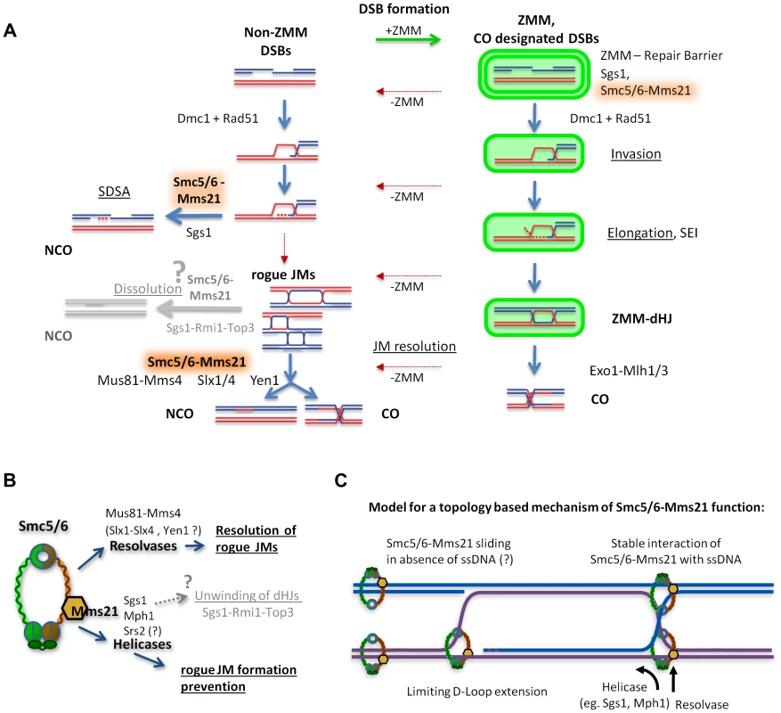 Model of how Smc5/6-Mms21 may antagonize inappropriate JMs in meiotic recombination.