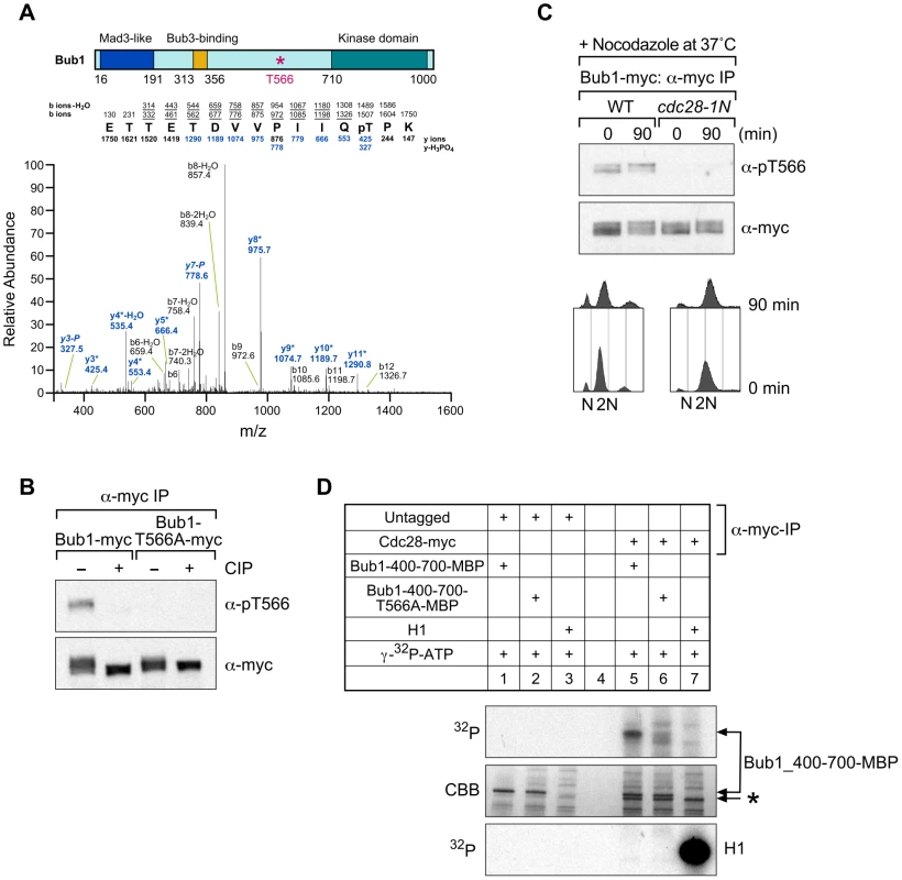Threonine 566 on Bub1 is phosphorylated dependently on Cdc28 <i>in vivo</i>.