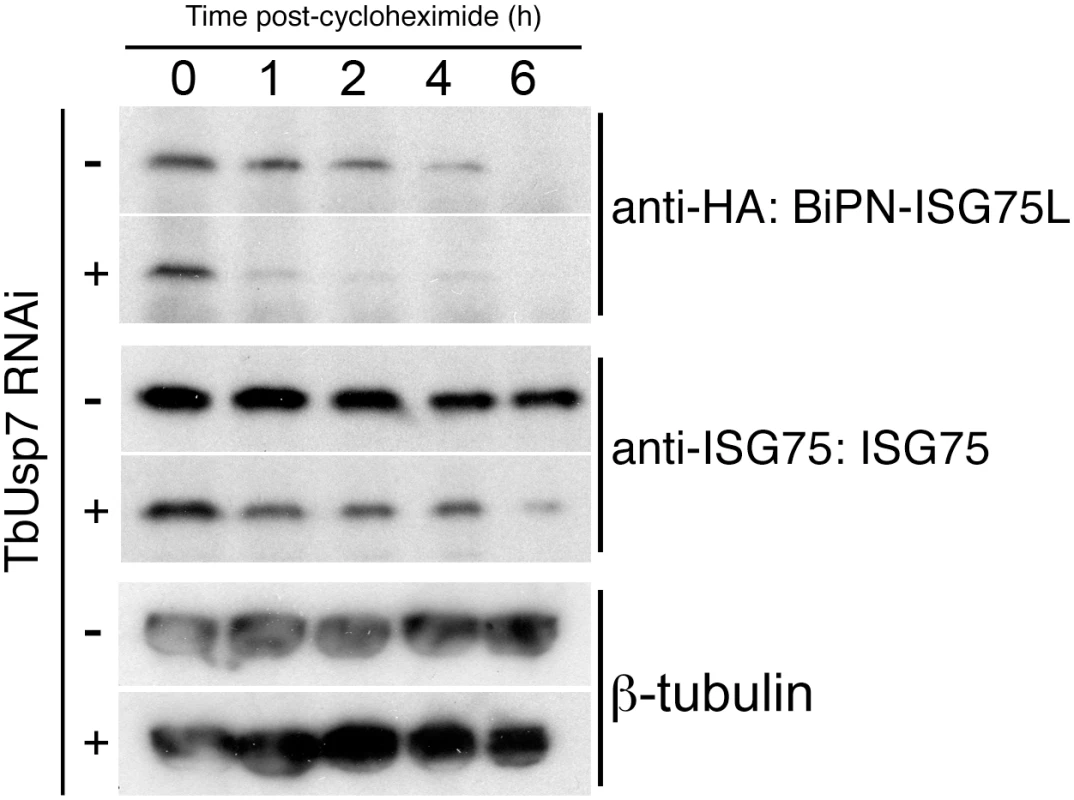 DUB-knockdown mediated expression level changes depend on cytoplasmic domain sequences.