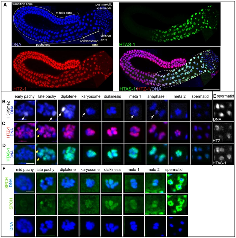 HTAS-1 is incorporated as sperm chromosomes condense.