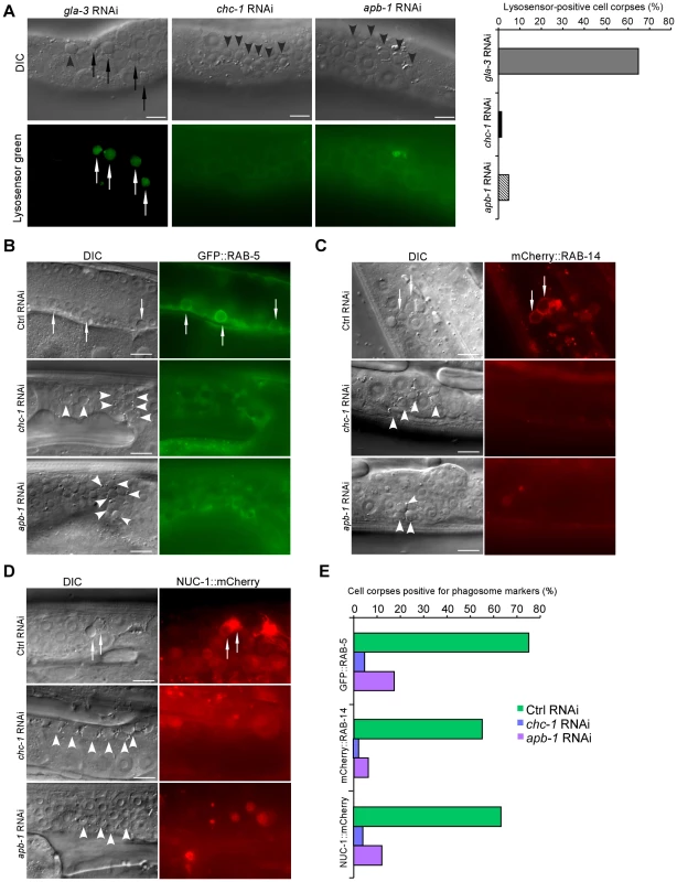 CHC-1 and AP2 are required for phagosome maturation.