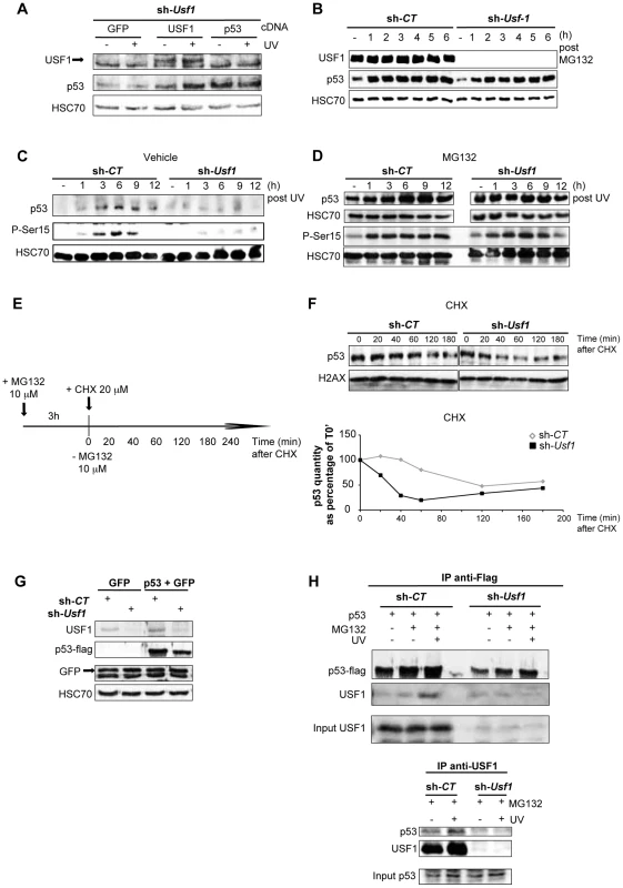 USF1 is required to stabilize p53 protein following genotoxic stress.