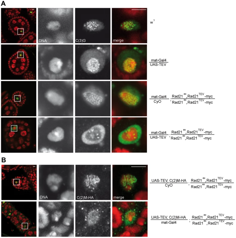 Premature Rad21<sup>TEV</sup>-myc cleavage during oogenesis results in precocious SC disassembly.