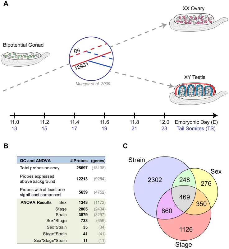 Time course analysis of the gonad transcriptome during the 24-hour period encompassing sex determination.