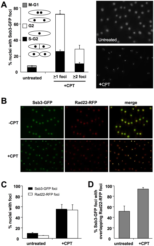 Ssb3 localizes to sites of DSBs.