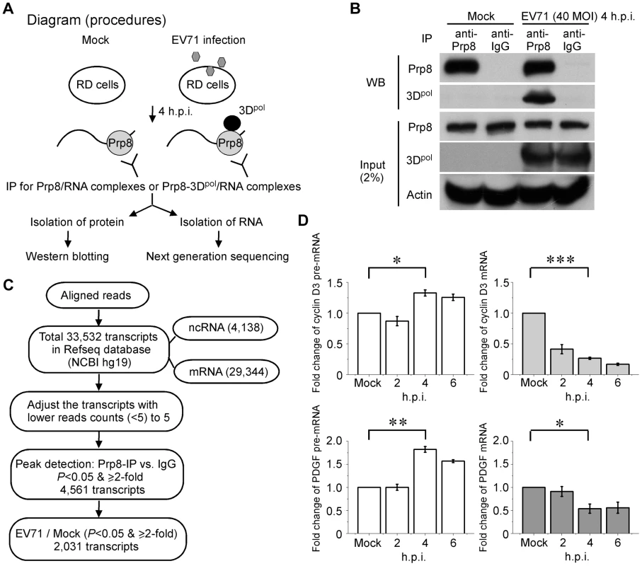 RIP-seq of the pre-mRNA trapped by the Prp8-3D<sup>pol</sup> complexes.