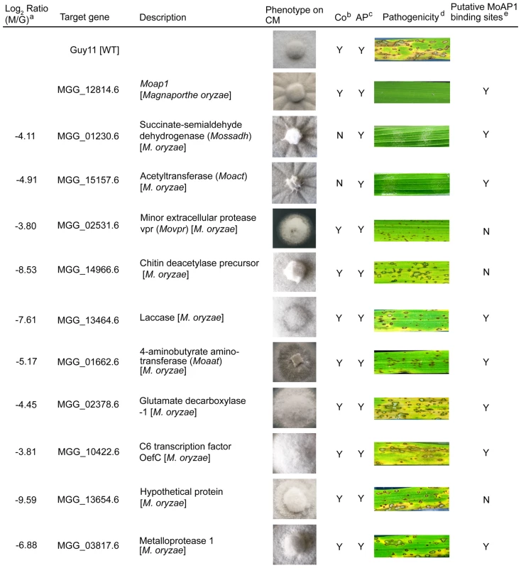 Phenotype observation and pathogenicity assay of targeted gene deletion mutants.