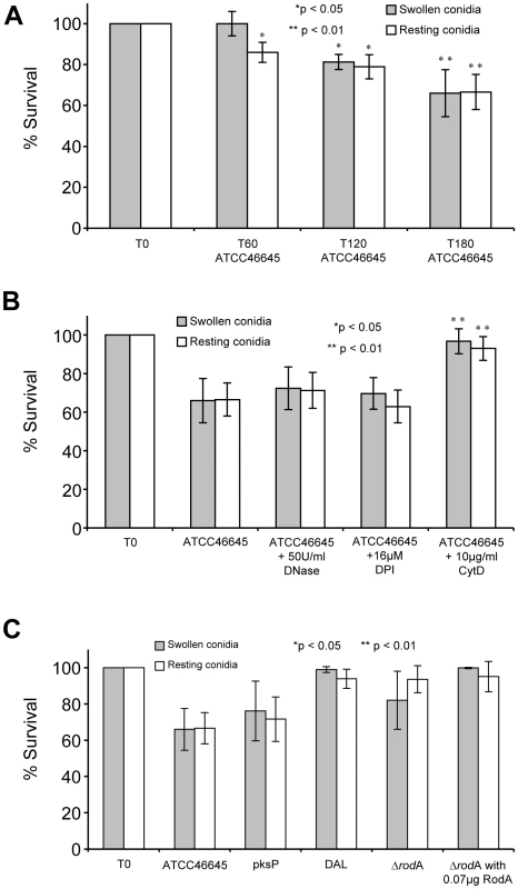 Survival of resting and swollen conidia of <i>A. fumigatus</i> strains after co-incubation with neutrophils.