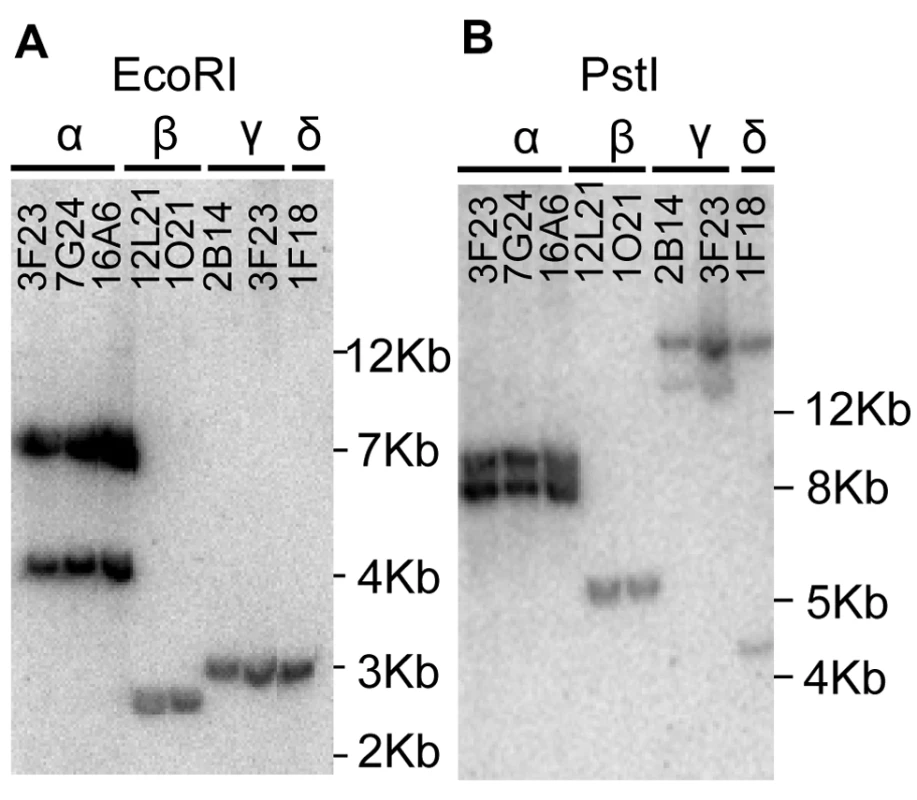 Southern hybridization of <i>A. halleri MTP1</i> harbouring BAC clones.