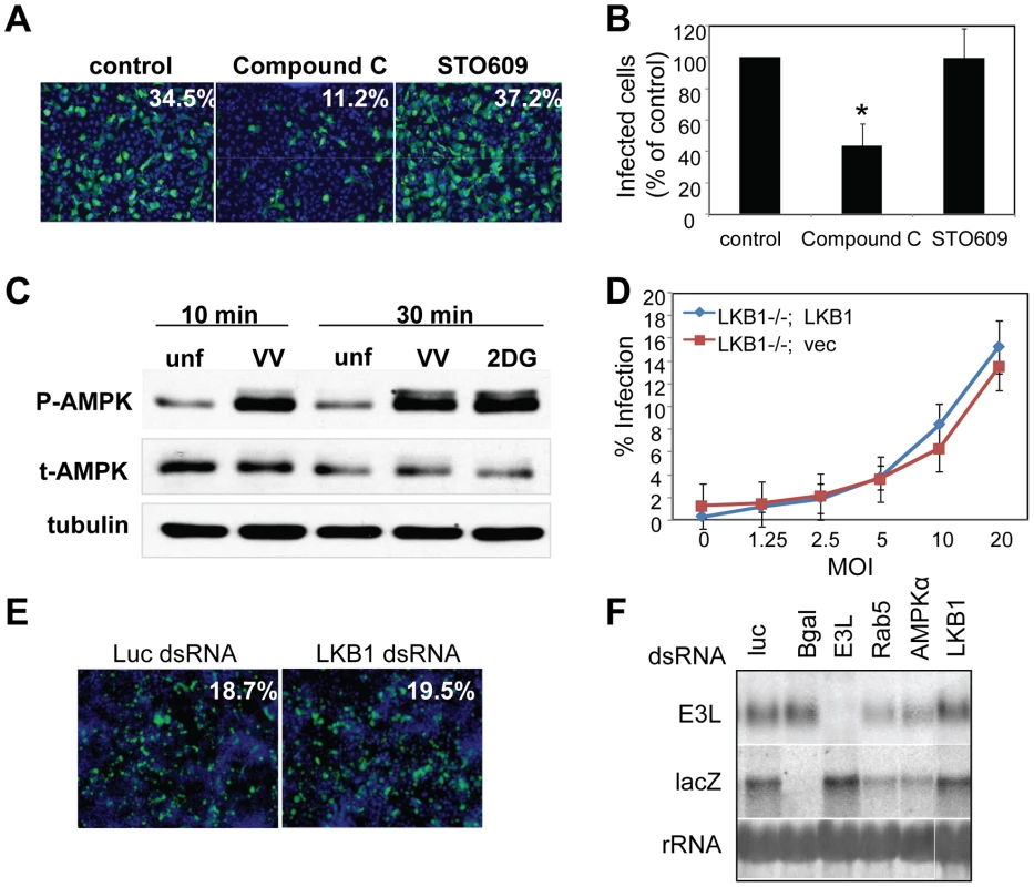 Vaccinia infection induces AMPK activation, and is independent of LKB1 and CaMKK.